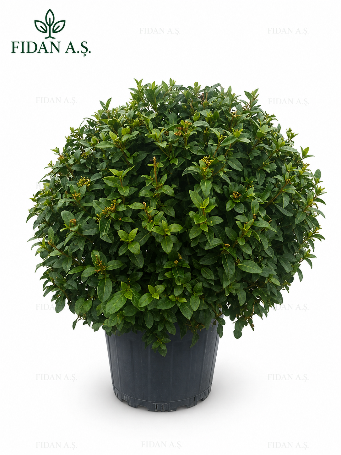 Viburnum Tinus Ball